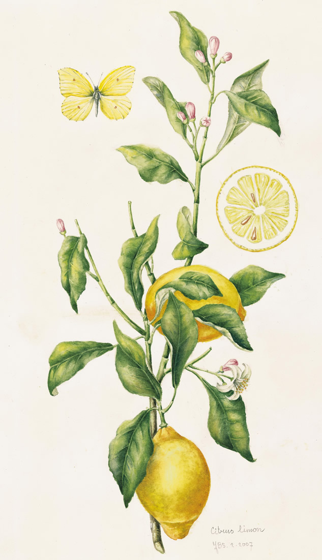 Citrus Limon