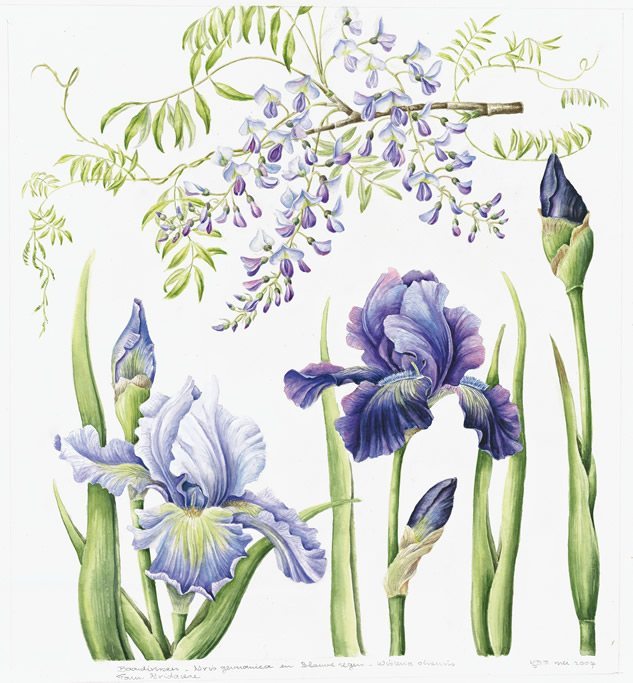 Iris en blauwe regen