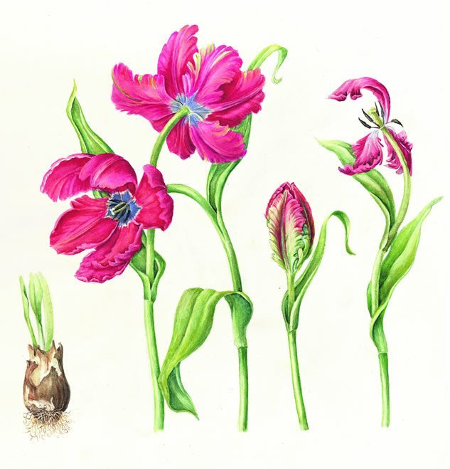 Tulipa