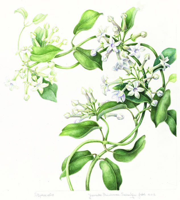 Stephanotis